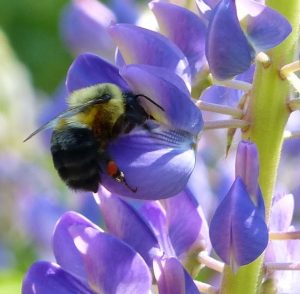 Bumble bee on lupine flowers. (Photo by Lan-Jen Tsai)