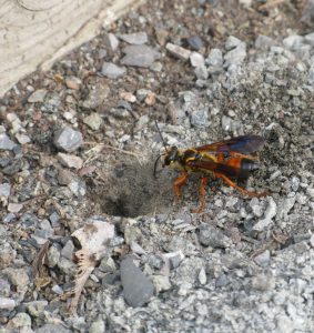Great golden digger wasps look dangerous but they are beneficial insects that help keep garden pests in check. (Photo by Lan-Jen Tsai)