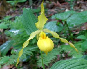 cypripedium_calceolus_500x400_2-jpg