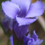 gentian_fringed_flower_900x500-jpg