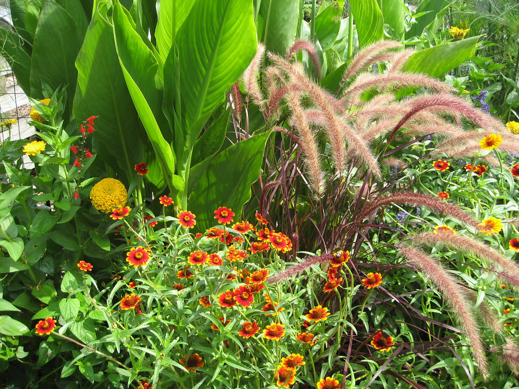 a summer-long punch of color: growing annuals in the garden