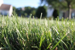 A number of lawn pests make their mark in mid-summer. Check conditions carefully since a number of conditions can show similar symptoms.