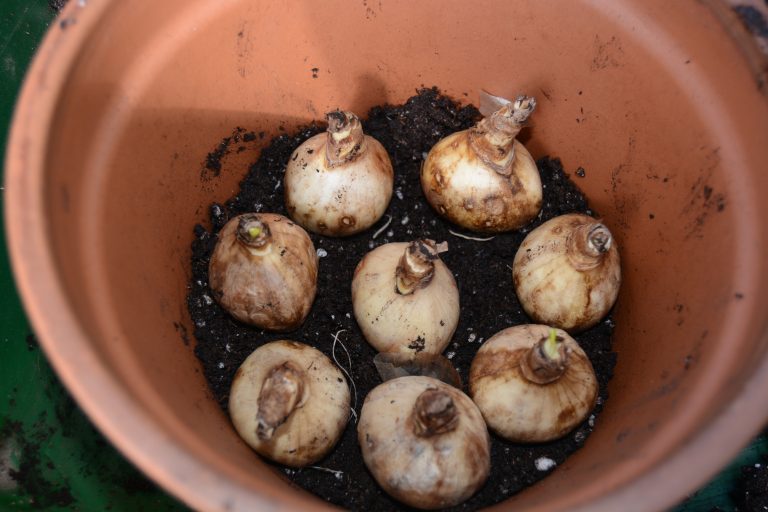 Falling for Bulbs: The time to plant for spring is now! – Rutgers ...