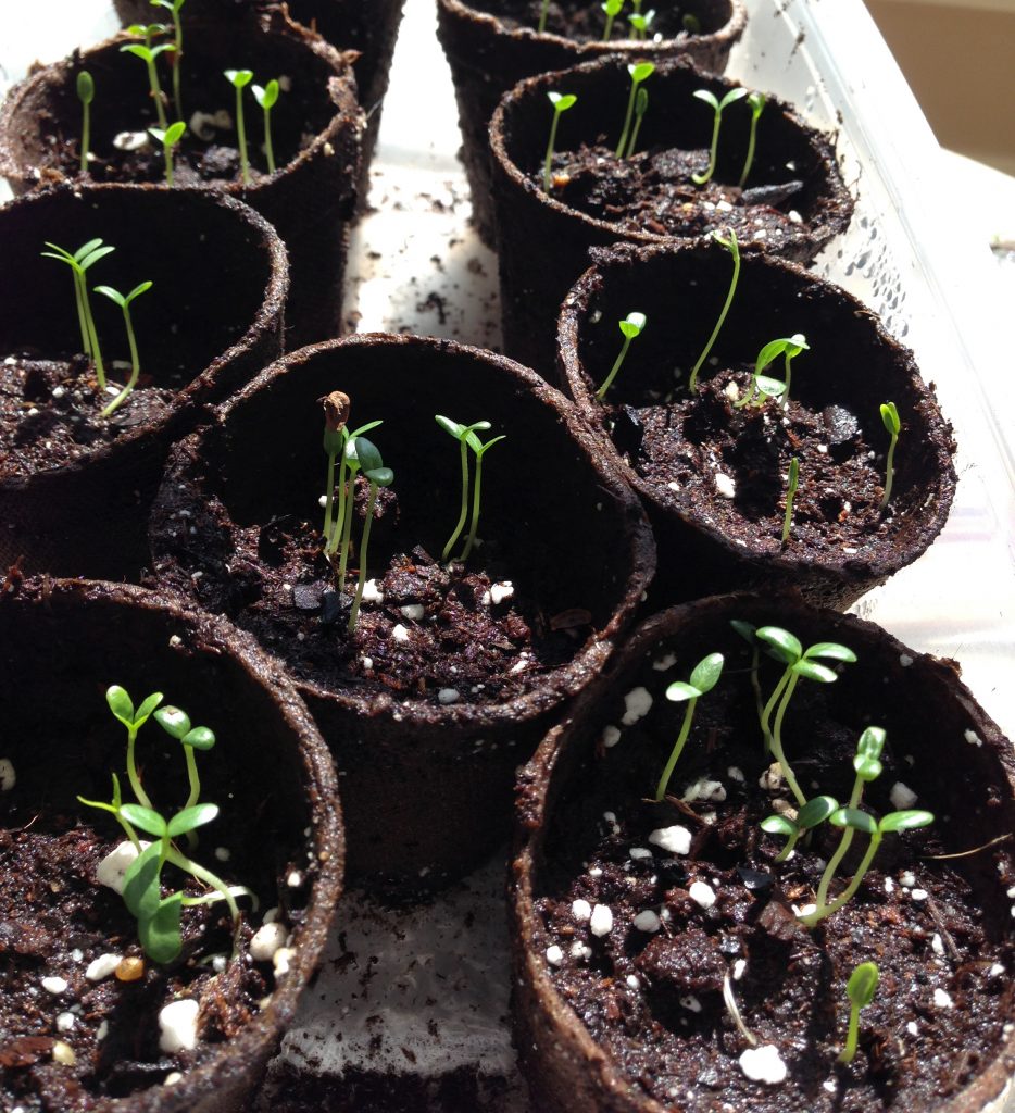 Jumpstarting Spring: Starting Seeds Indoors – Rutgers Master Gardeners ...