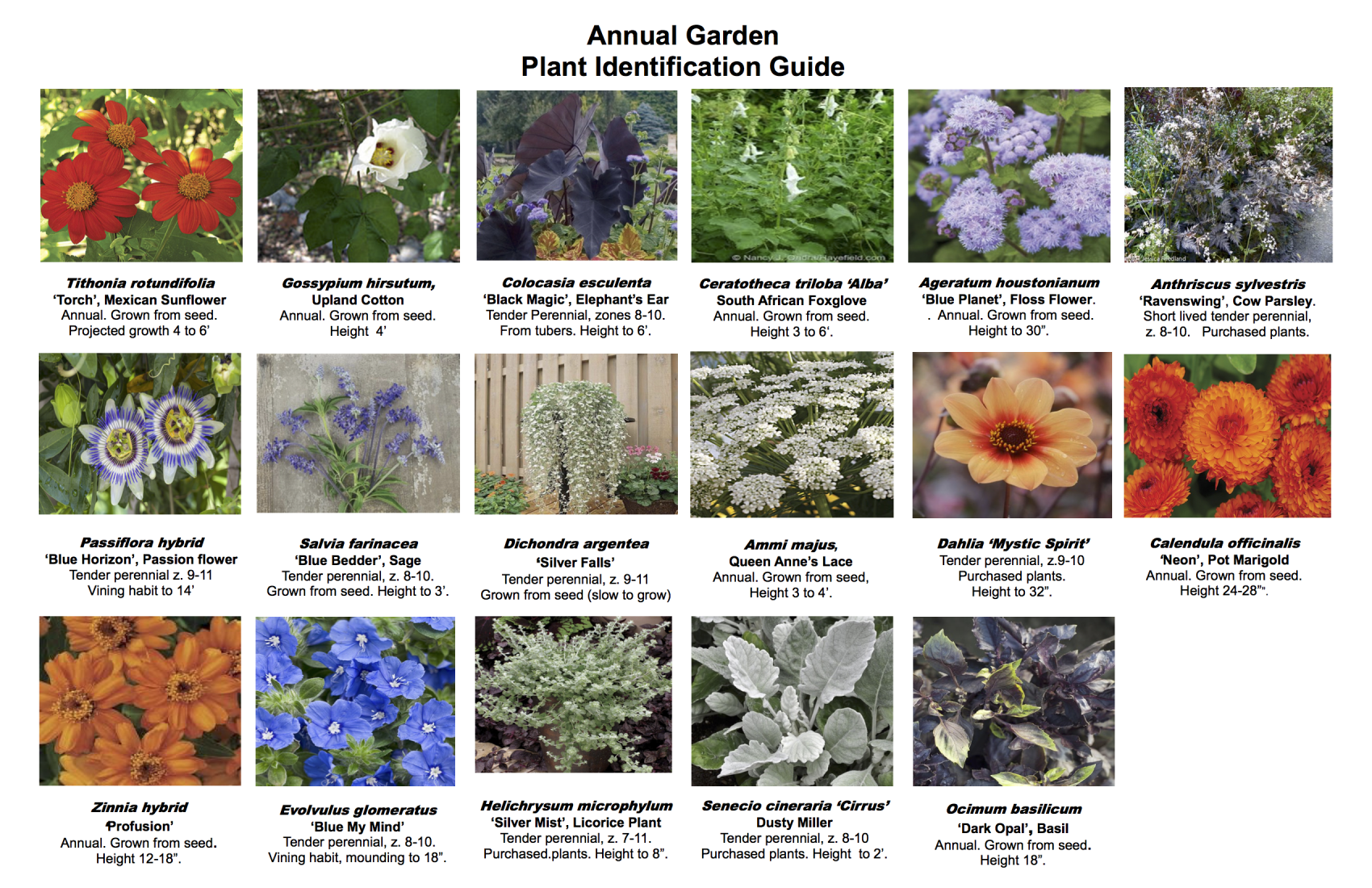 annuals plants list
