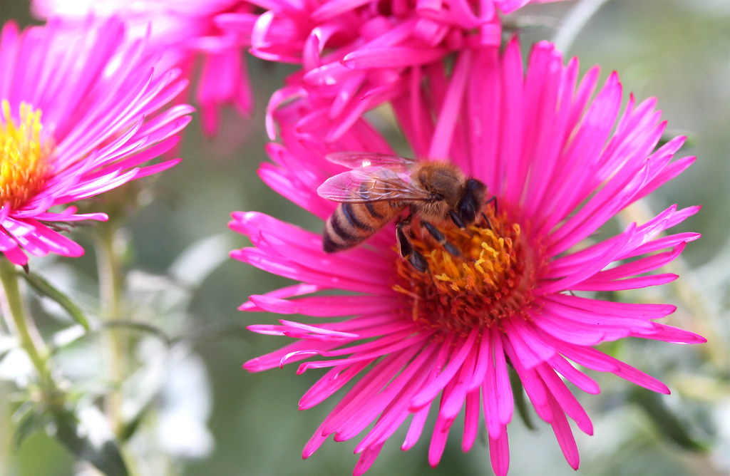 "aster and honeybee" by Muffet is licensed under CC BY 2.0