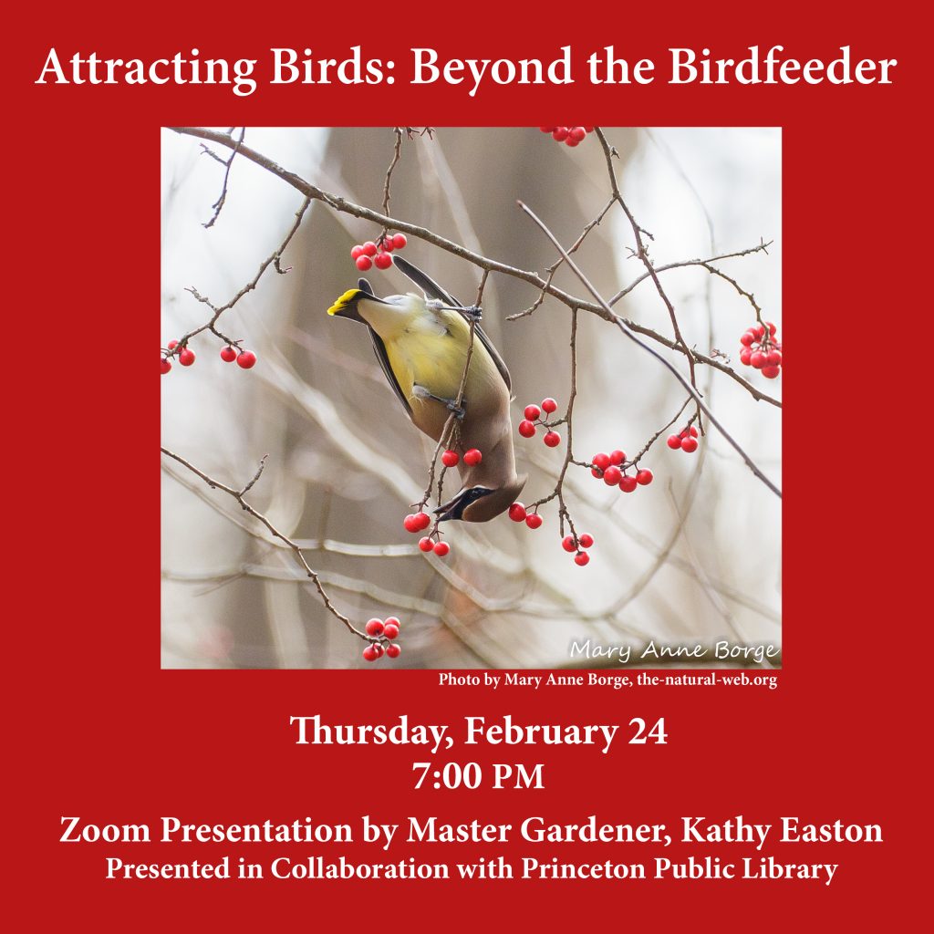 Attracting Birds: Beyond the Birdfeeder by Kathy Easton