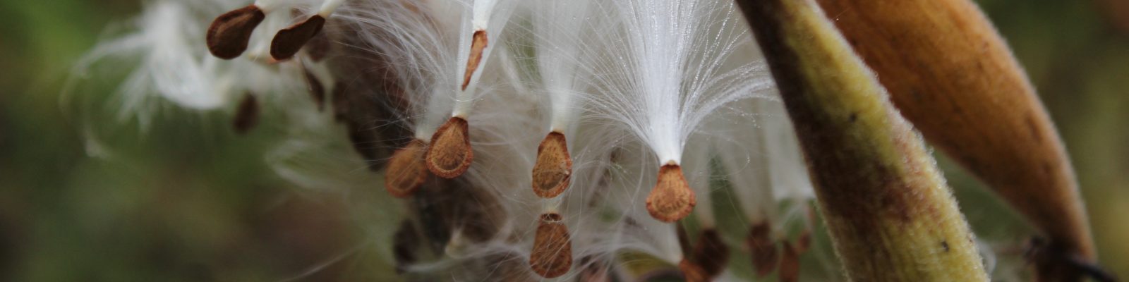 Fall Milkweed Seeds