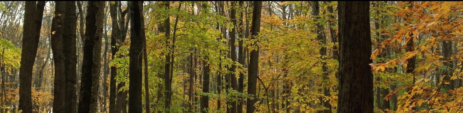 Fall Robbinsville Trees