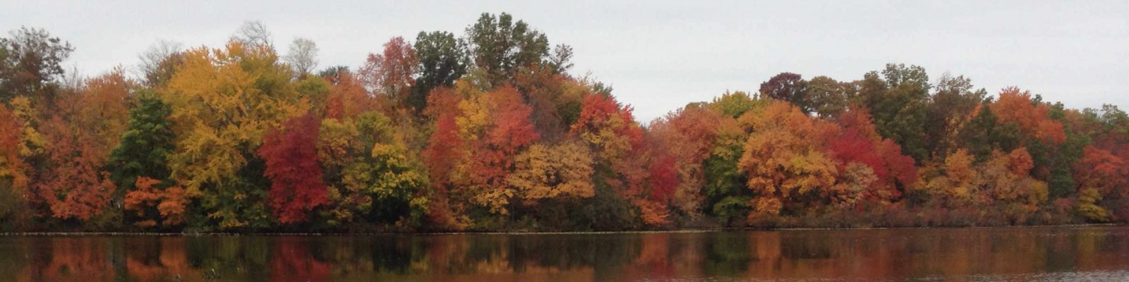 Fall Trees Ablaze