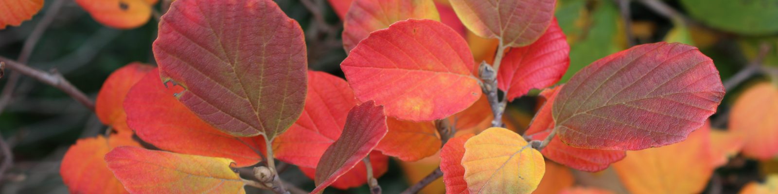 Fall Witch Hazel Foliage