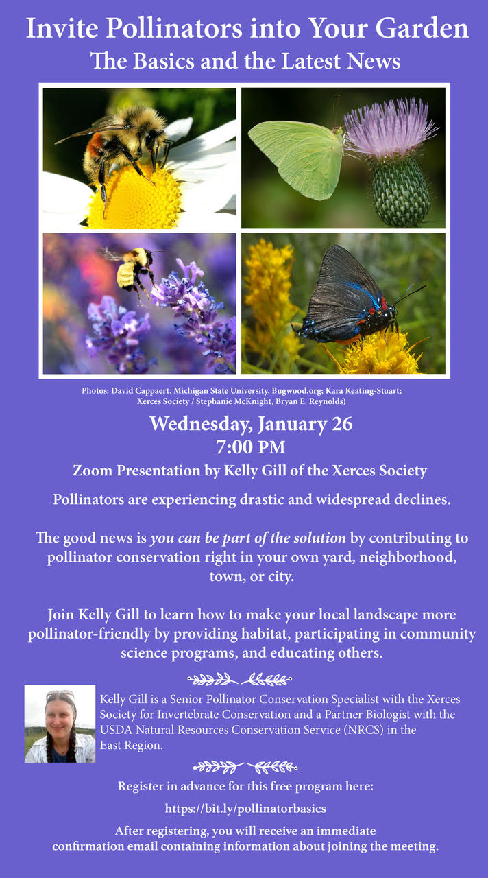 Invite Pollinators into Your Garden