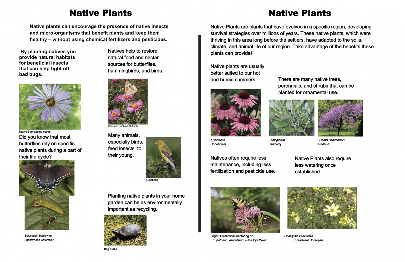 Native Plant Garden – Rutgers Master Gardeners of Mercer County