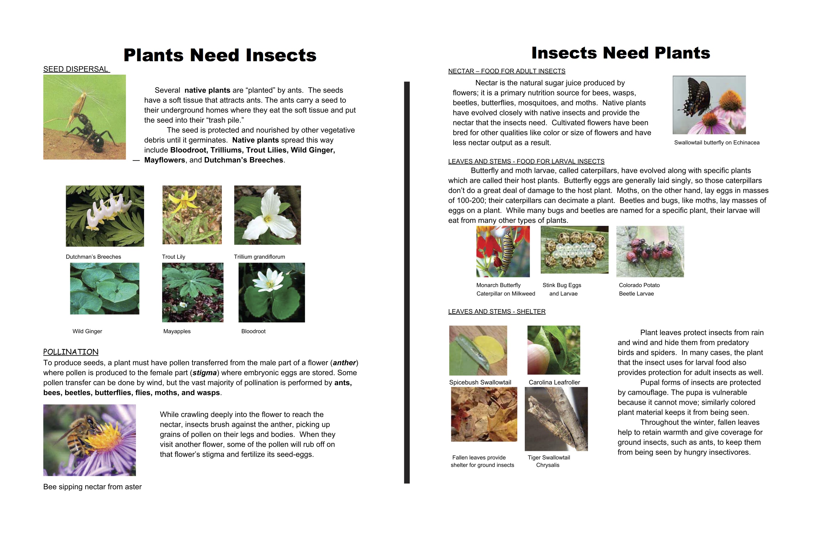 Plants Need Insects