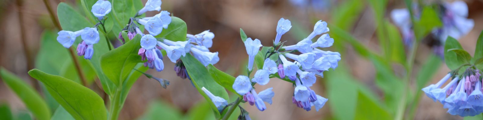Spring Virginia Bluebells