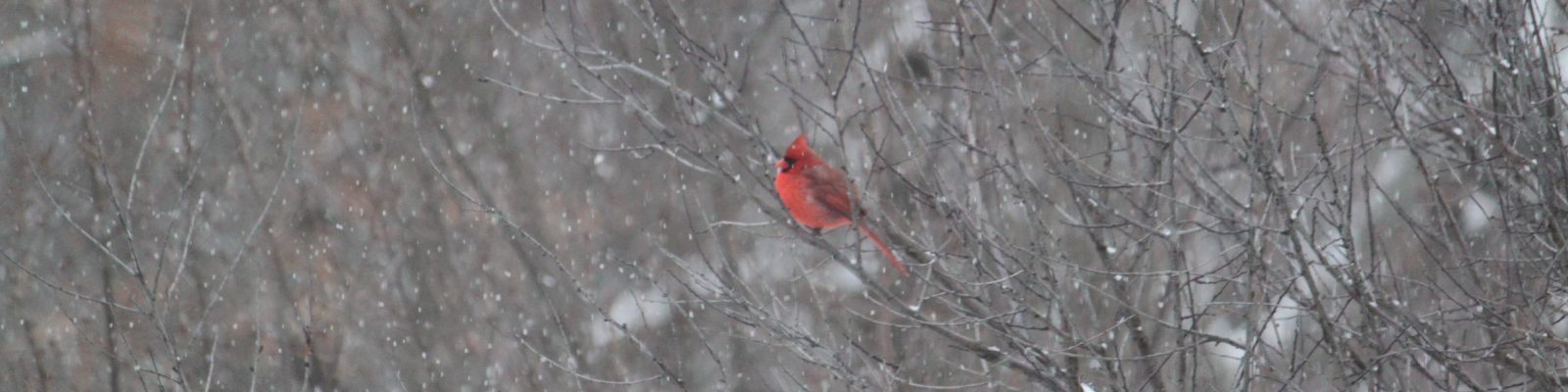 Cardinal In Snow Fall