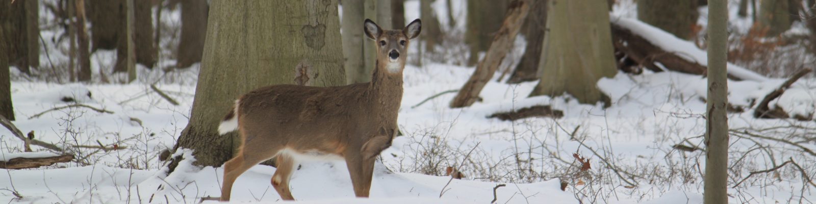 Deer in the Woods