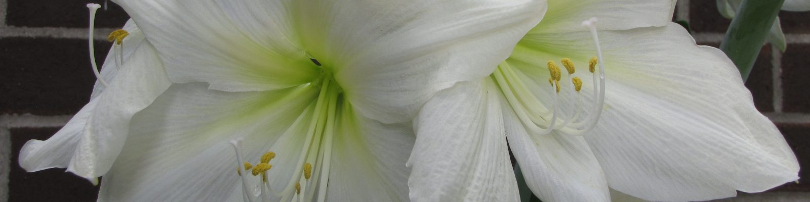 White Amaryllis